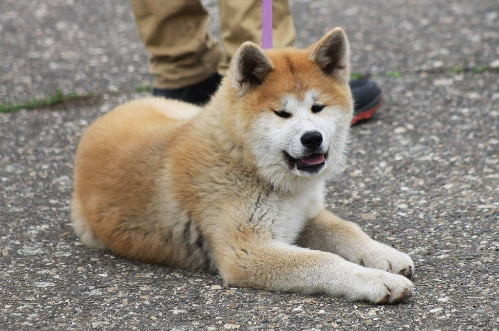 Akita