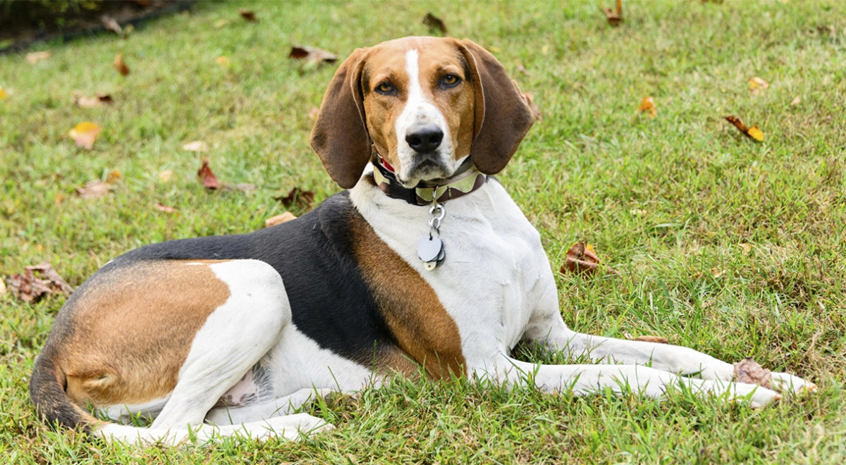 American English Coonhound