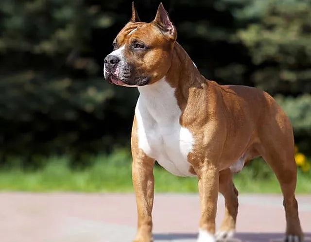 American Staffordshire Terrier