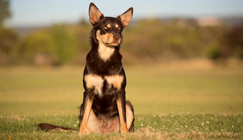 Australian Kelpie