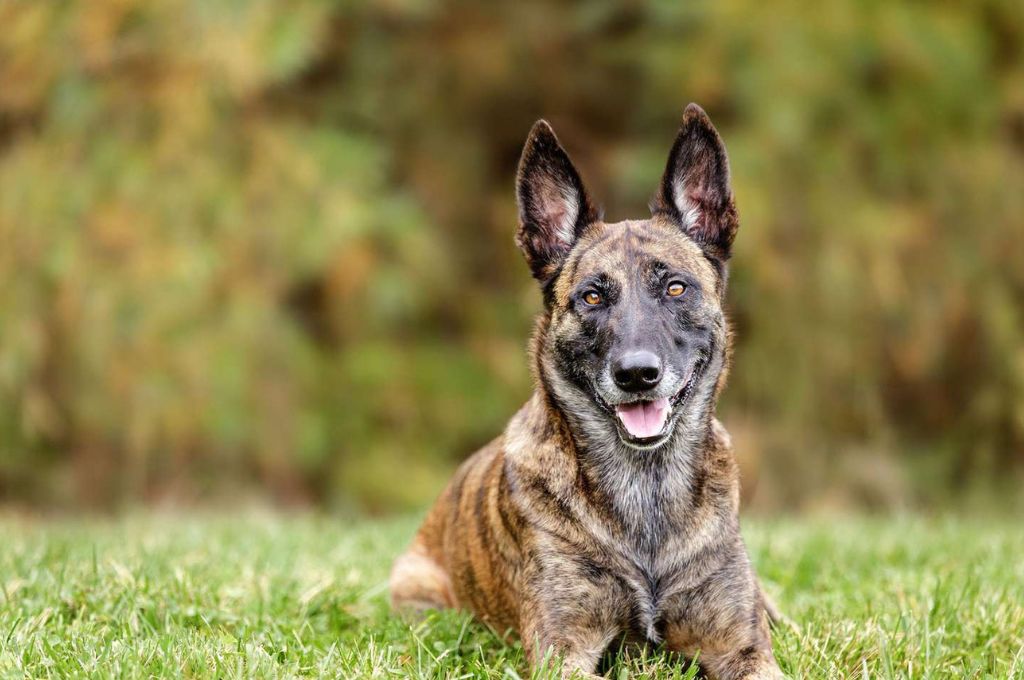 The 10 Best Dutch Dog Breeds in 2023