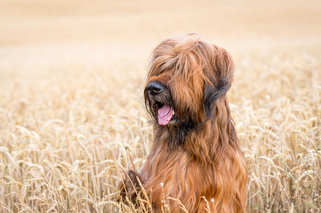 Briard