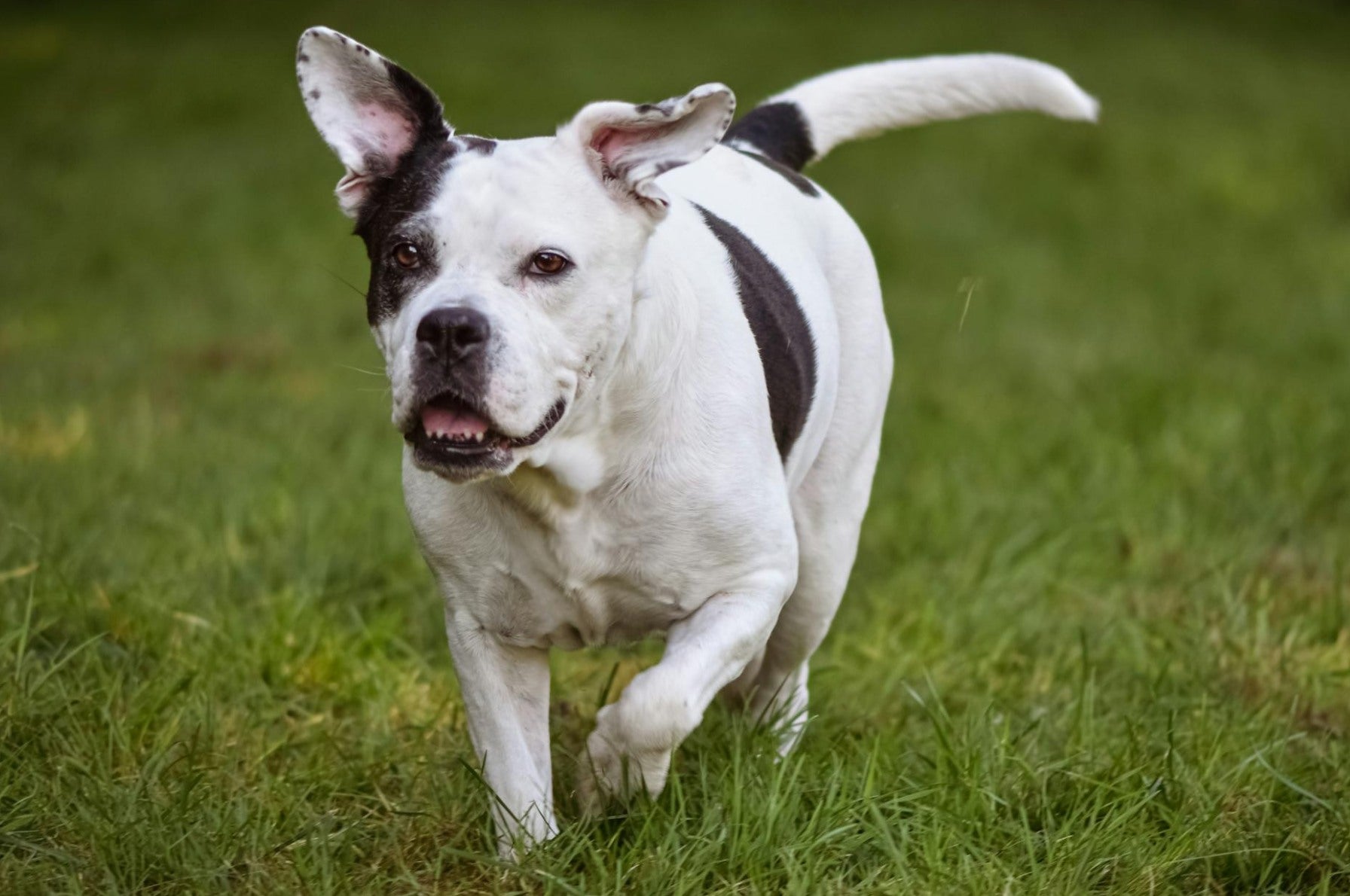 Bull Terriers