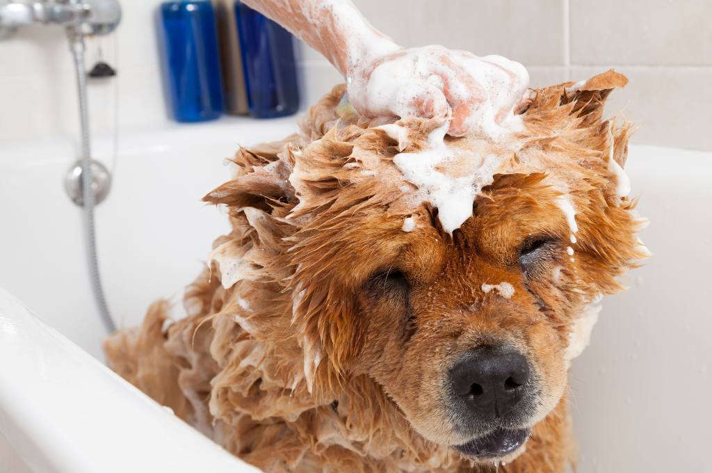 What is Special About Dog Shampoos?