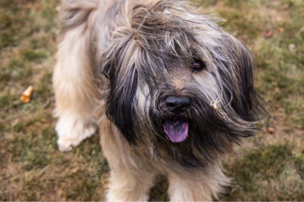 Catalan Sheepdogs