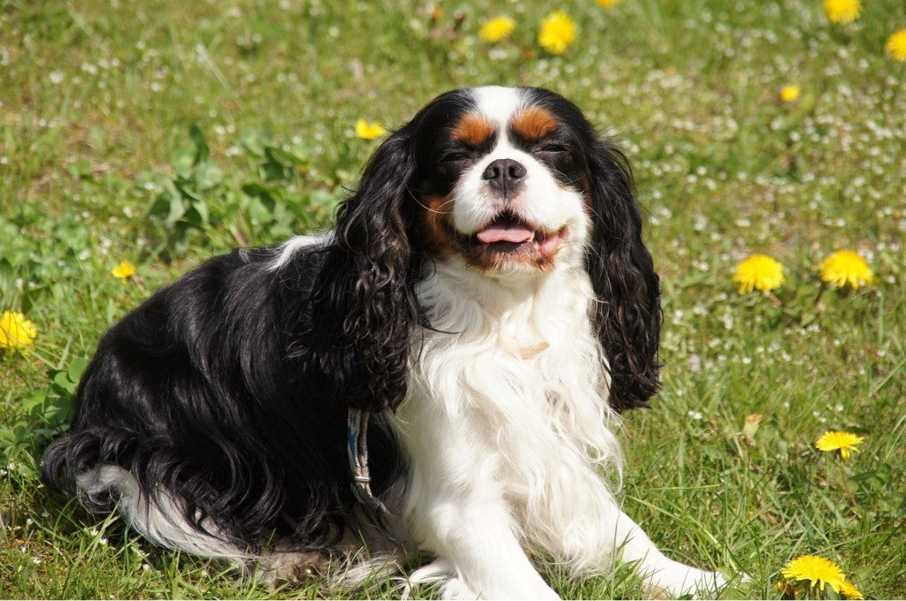 Cavalier King Charles