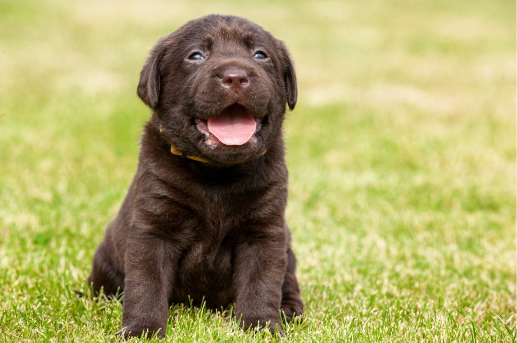 Chesapeake Bay Retriever