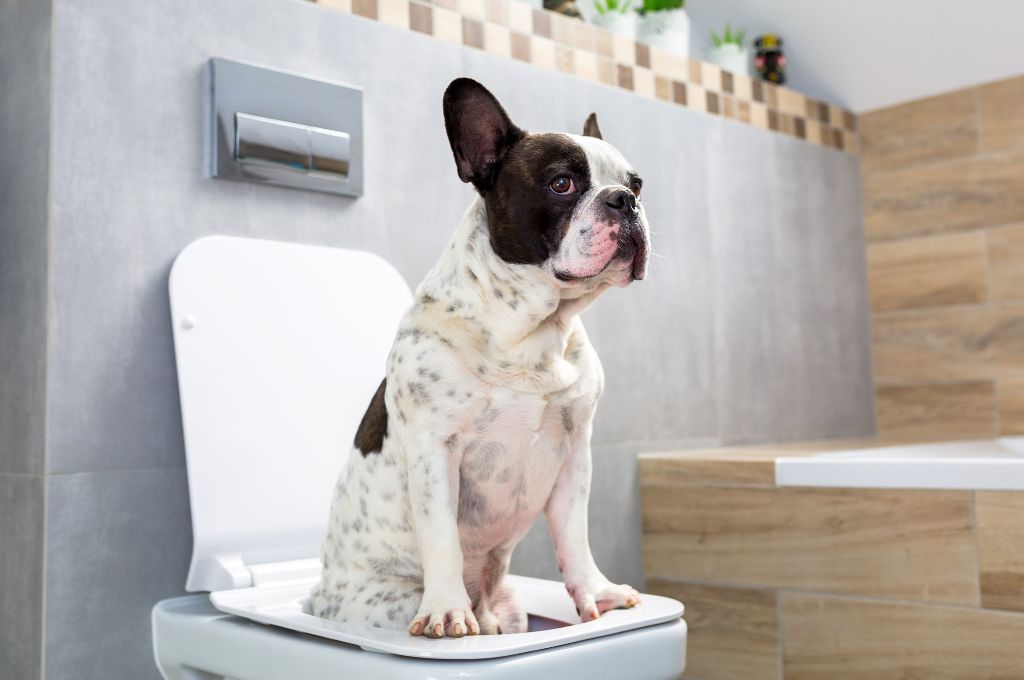 Create a dedicated toilet space for your dog