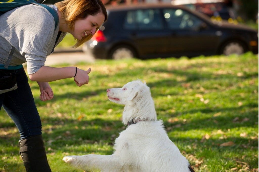 How to Train a Deaf Dog?