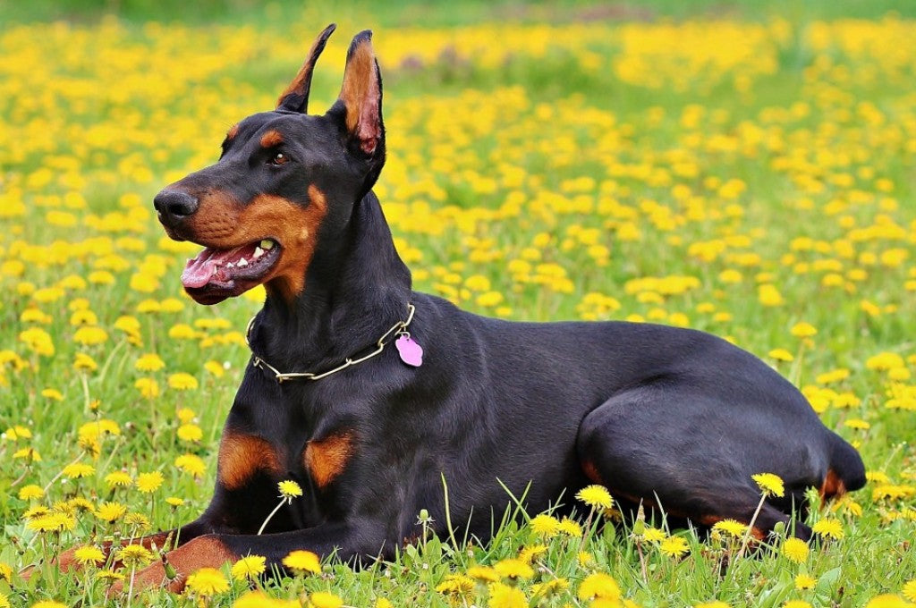 Doberman Pinschers