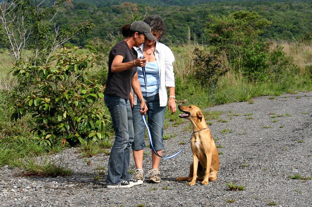 Effective Dog Bite Training Techniques: Safety and Control