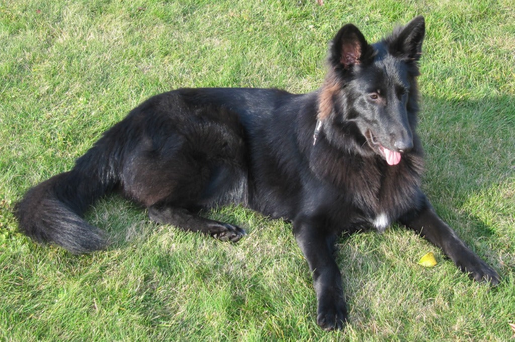 Dutch Shepherd