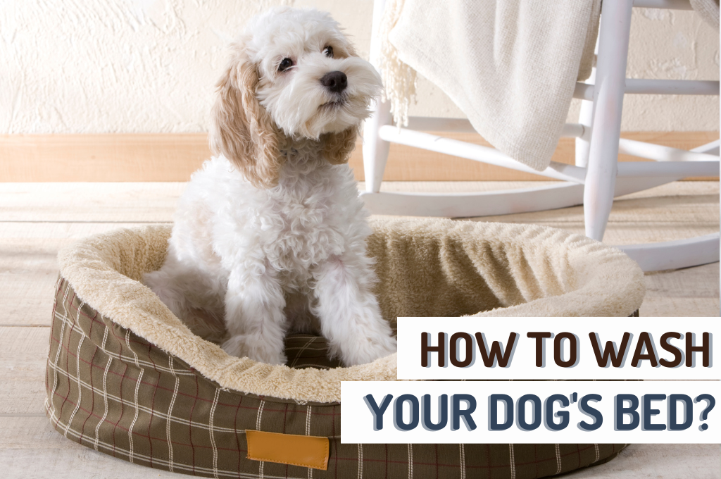 How to Wash a Dog Bed