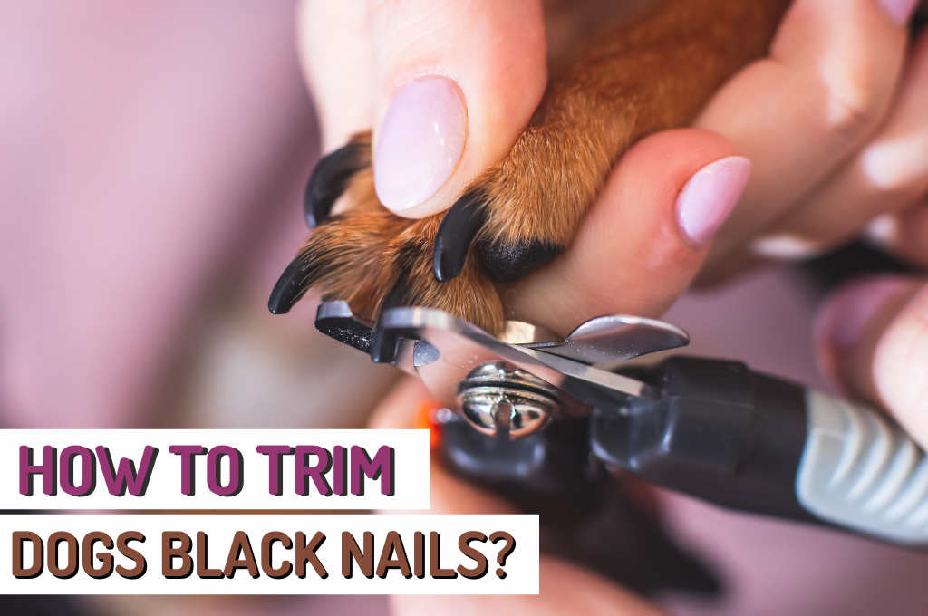 Efficient Techniques for Trimming Black Dogs Nails Safely