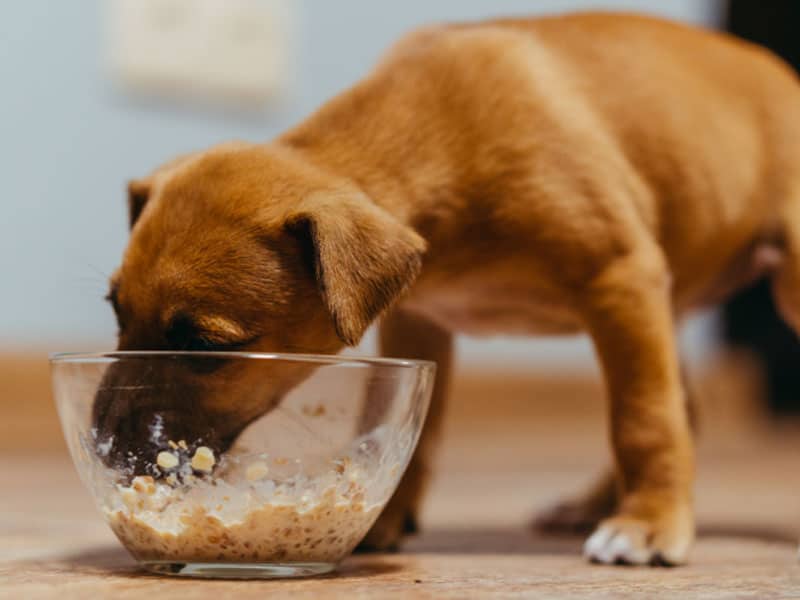 What to Know Before Giving Your Dog Oat Milk?