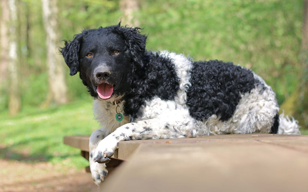 Frisian Water Dog or Wetterhoun