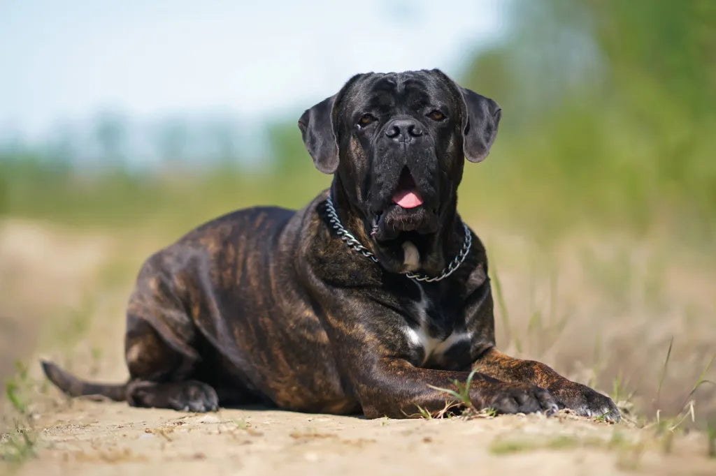 Chesapeake Bay Retriever