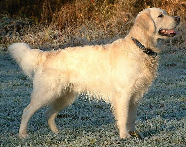 Golden Retrievers actively show their love and admiration for their families. They represent a trusted alternative to foster care, providing unconditional protection and affection. In addition, they are fun-loving companions for your children. These dogs are easy to train because of their highly intuitive nature. They readily accept commands and adapt well to training.