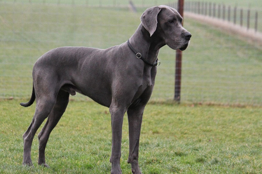 Great Dane