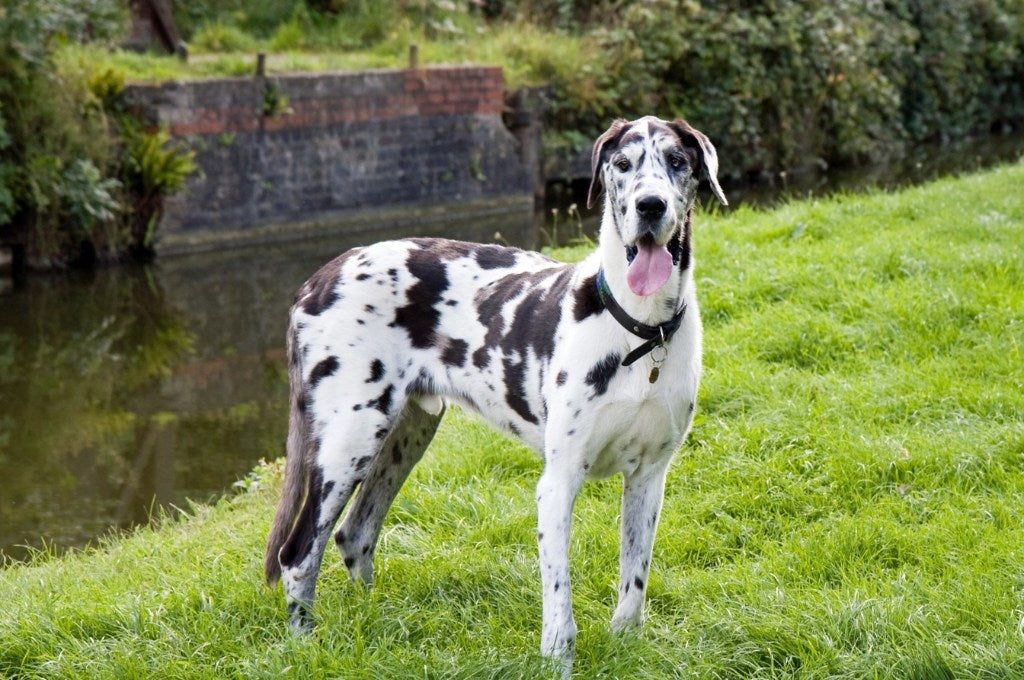 Harlequin Great Dane