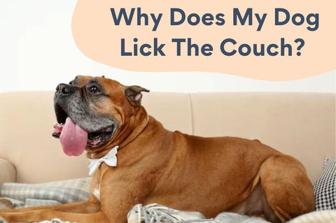 Why Does My Dog Licks The Couch frequently : 8 Reasons & How to Stop