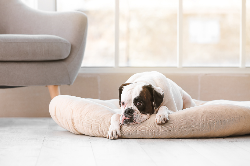 How Often Should You Wash A Dog Bed?