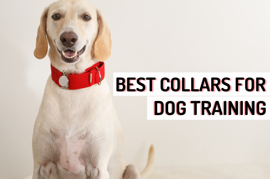 What Type Of Collar Is Best For Dog Training?