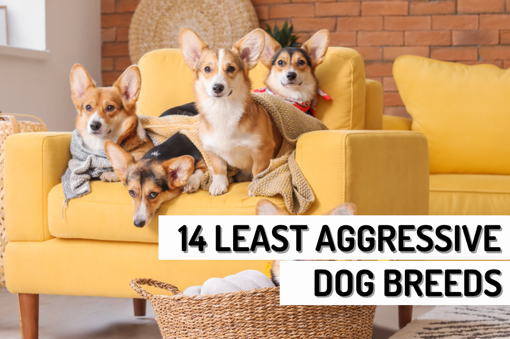 Least Aggressive Dog Breeds to Know