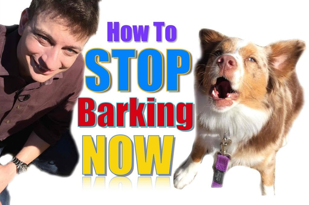 How to Train Your Dog Not to Bark