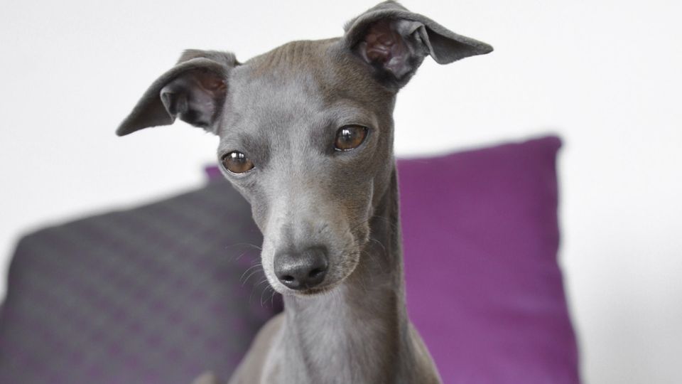 Italian Greyhound