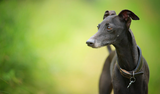 Italian Greyhound