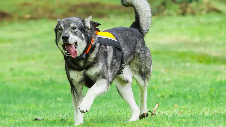 Jämthund (Swedish Elkhound)