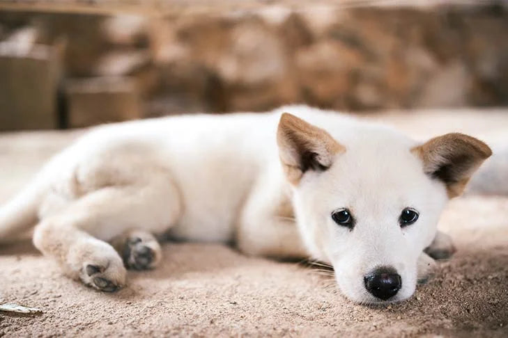 Korean Jindo