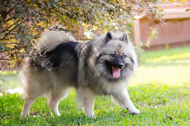 Keeshond