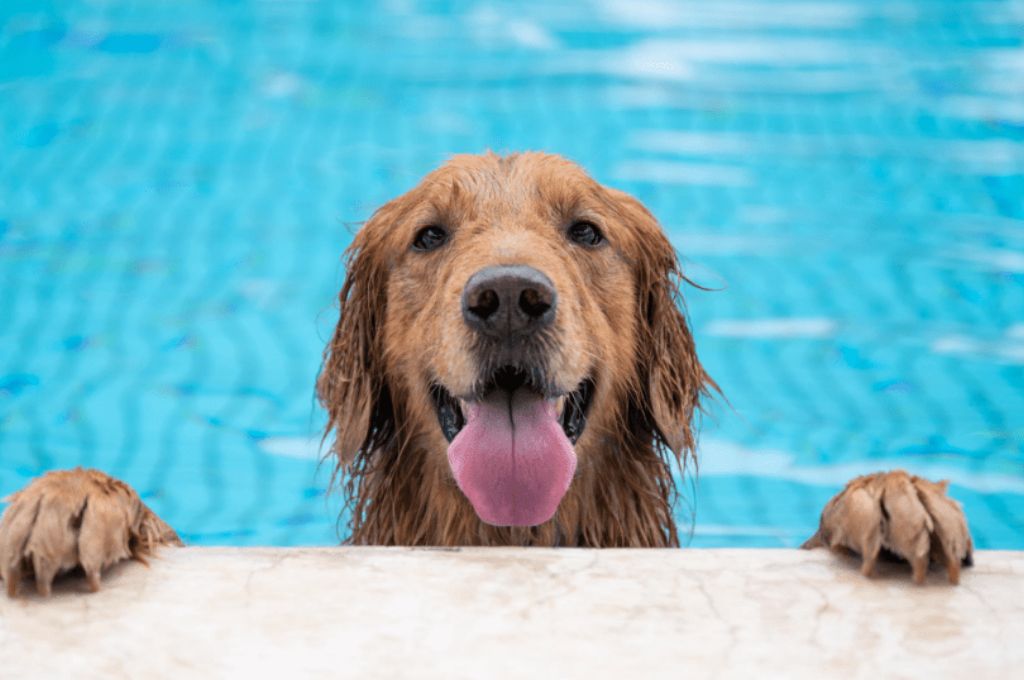 Know whether Chlorine in pool water is safe for Dogs