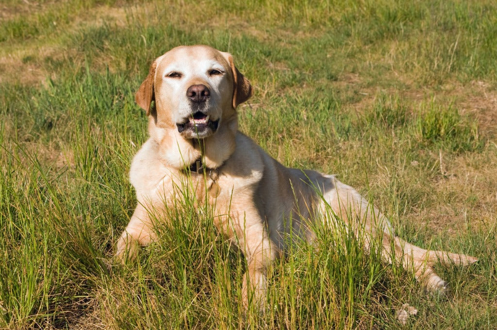 Labrador Retriever