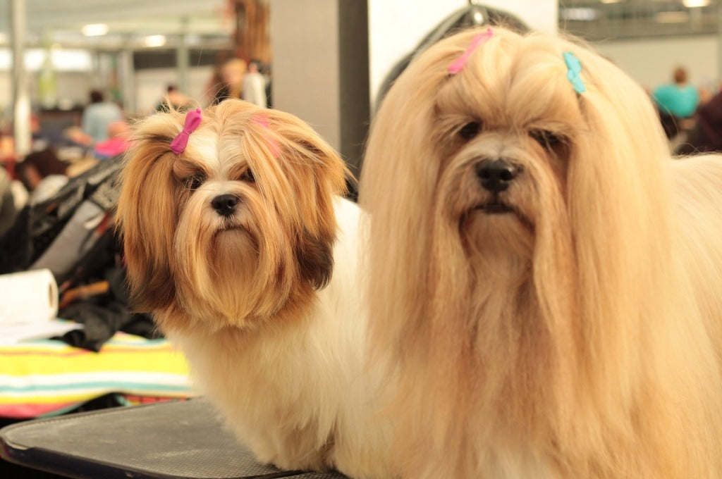 Lhasa Apso