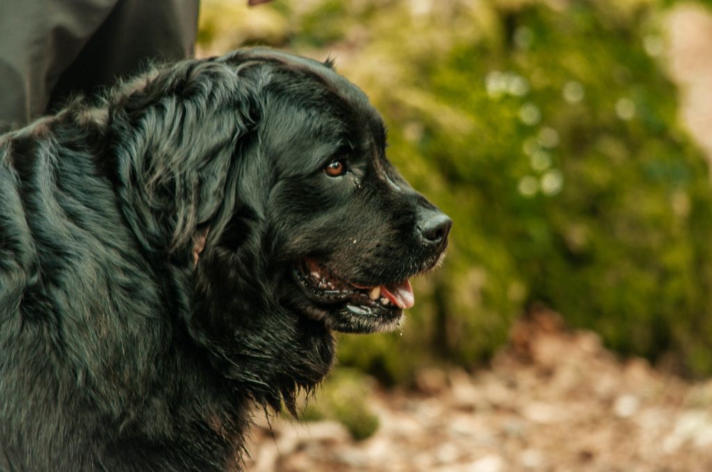 Newfoundland