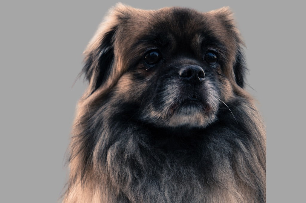 Pekingese