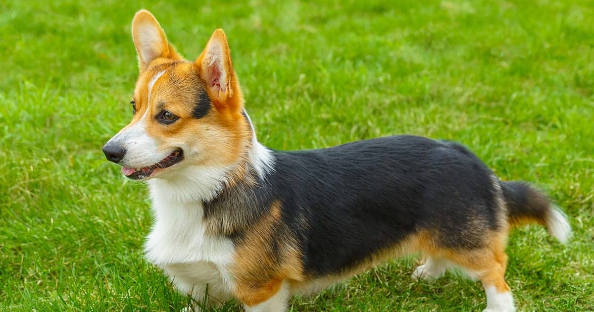 Welsh Corgi