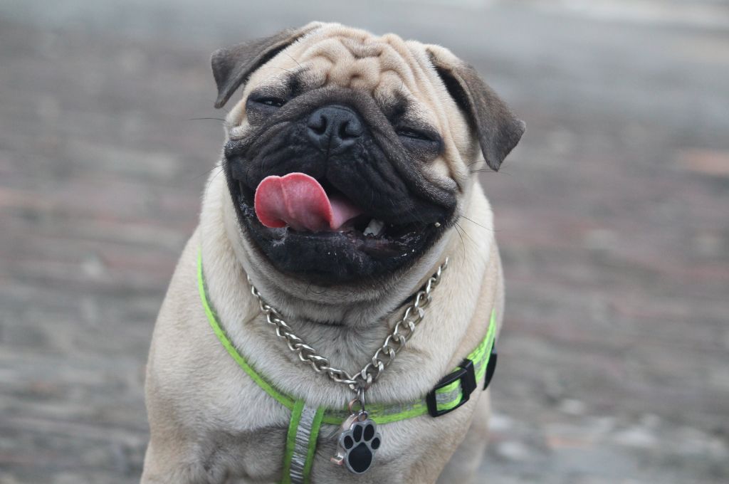 Pug