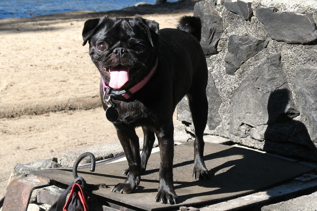 Pug