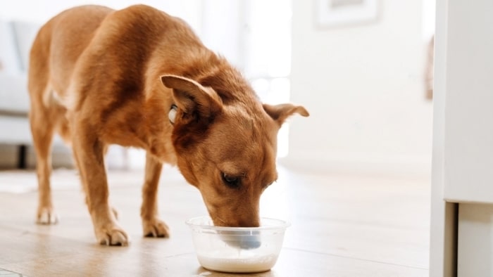 What are the Risks of Feeding Oat Milk to Dogs?