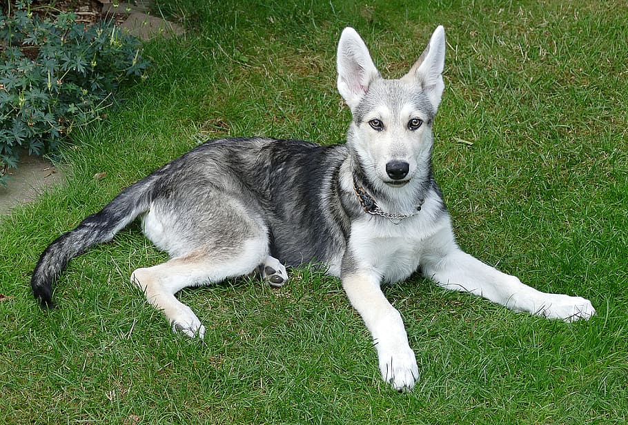 Saarloos Wolfdog