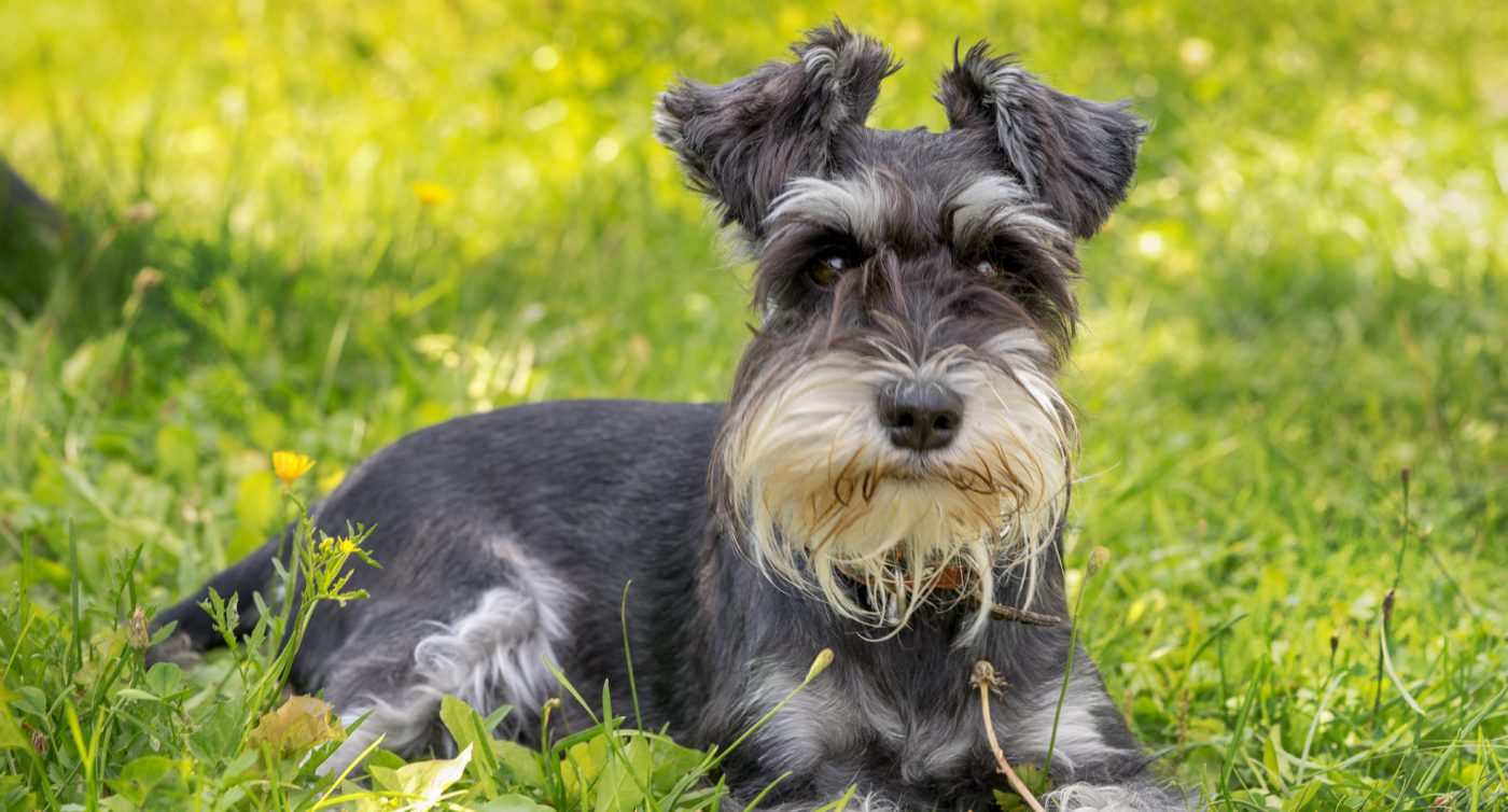 Schnauzer