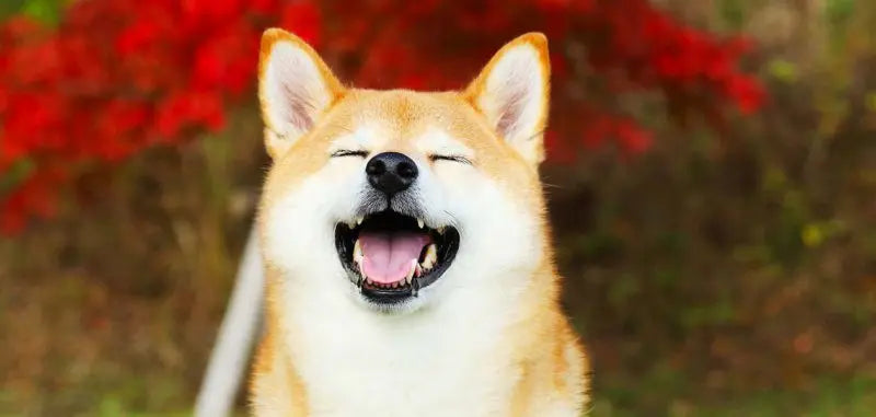 Shiba Inu