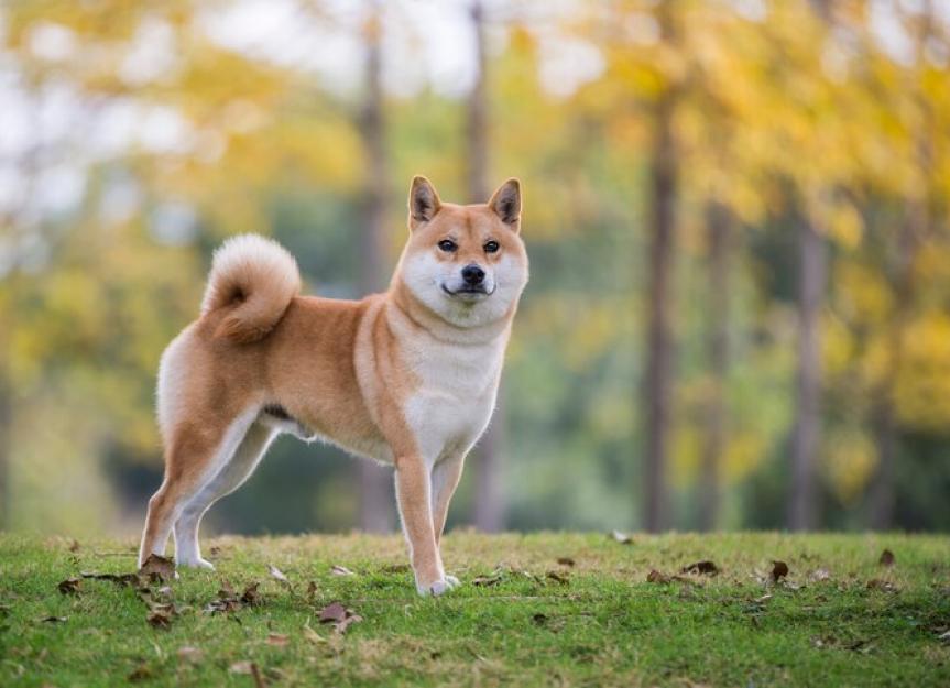 Shiba Inu