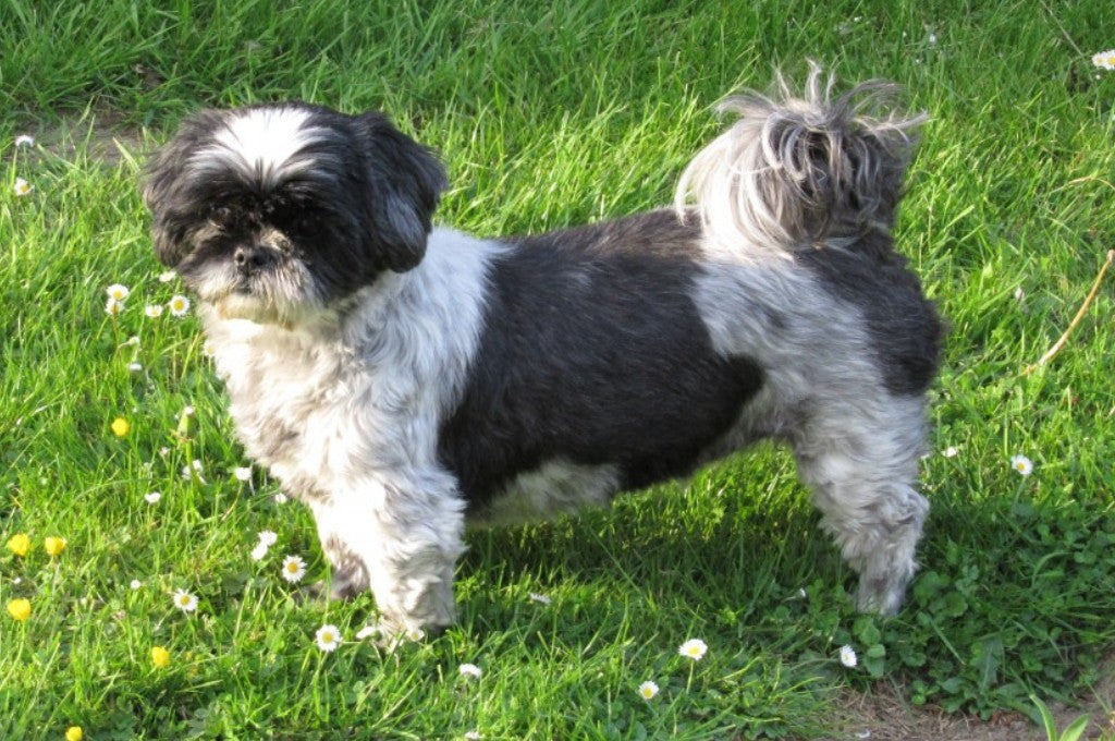 Shih Tzu