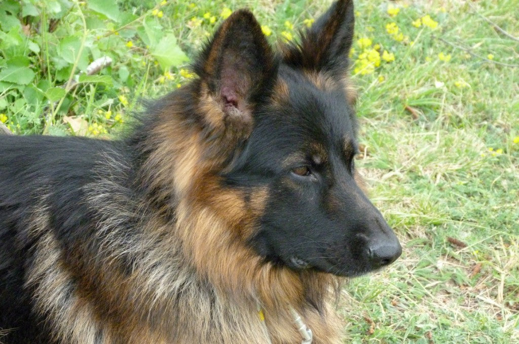 Shiloh Shepherd