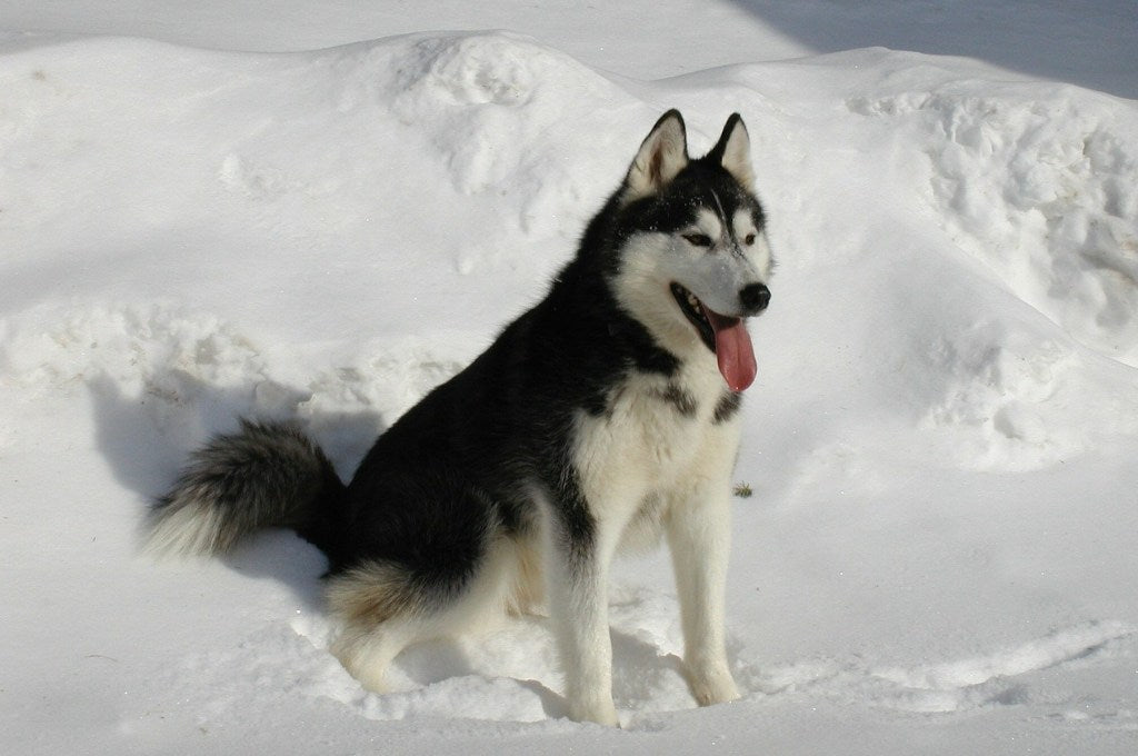 Siberian Husky